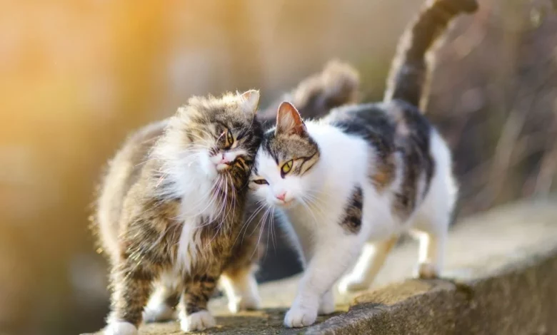 6ce60a6edcc03e4356ac60a1bf4b7682