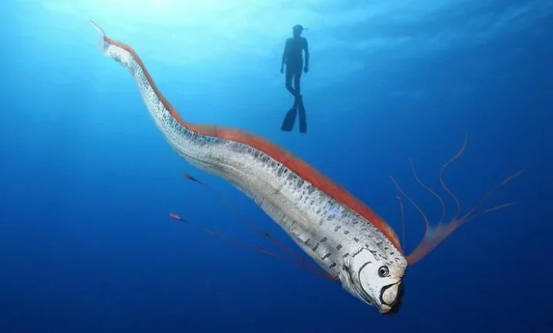 64b6e842529de8.40513525