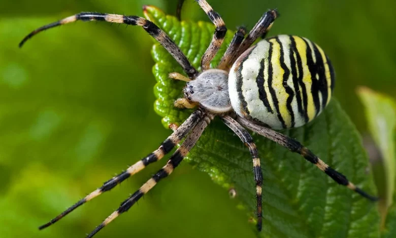 8ee7377d2d8f98ea8ac324eff14a32d9 Xl