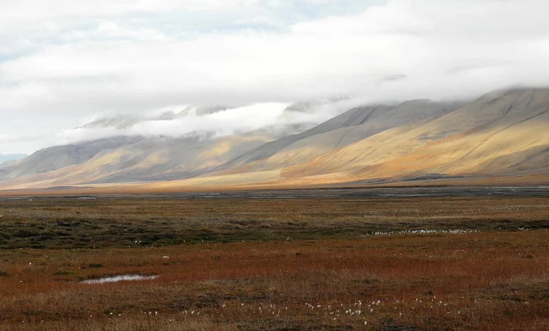 Autumn Tundra Landscape