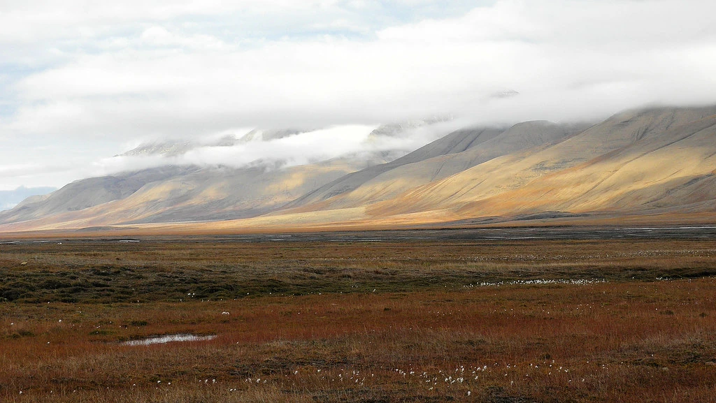 Autumn Tundra Landscape