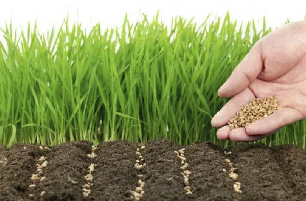 3951813762 W600 H600 Scho Take Siderati