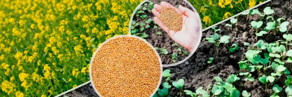 Shcho Take Syderaty Ta Yak Yikh Zastosovuvaty 21011873579034