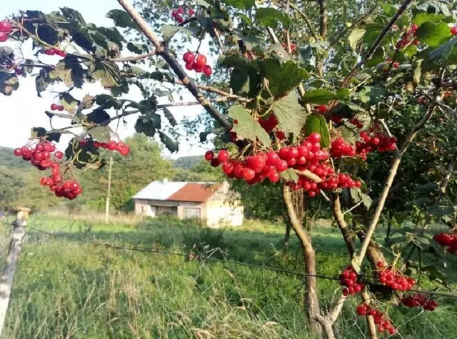 51bdf5e2350282d8310aa281d7f4c42e W640