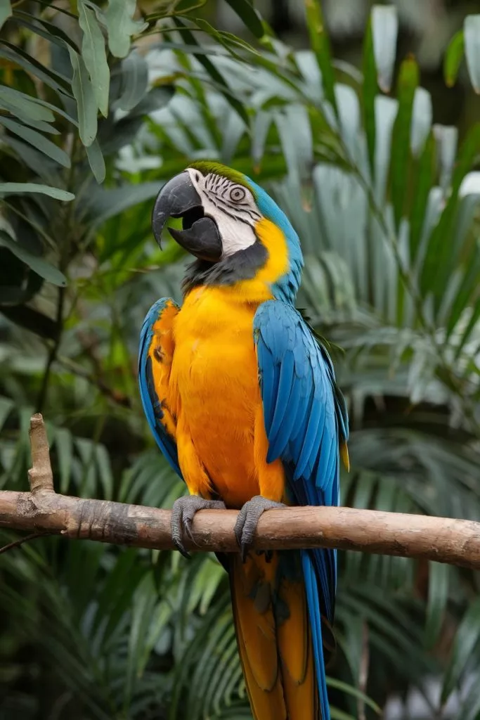 A Photo Of A Blue And Yellow Macaw Parro C9rtvjxmtrksbimj4ol Gg Idv Dangqp Mt7h Xspmxw
