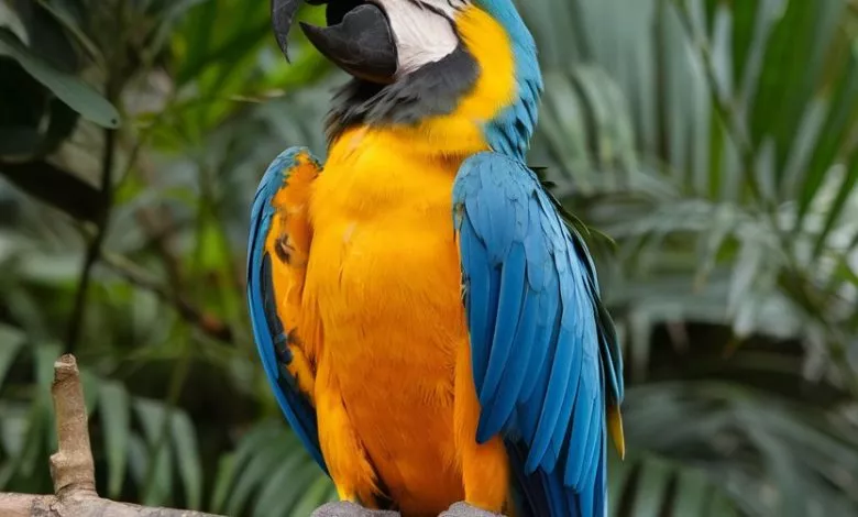 A Photo Of A Blue And Yellow Macaw Parro C9rtvjxmtrksbimj4ol Gg Idv Dangqp Mt7h Xspmxw