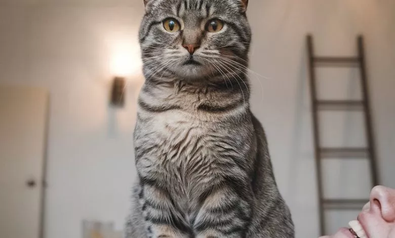 A Photo Of A Cat Sitting On A Person S C Bnmc 4c1qoogzmglceheuq 1maopytrsnqhh94x3cqq5q