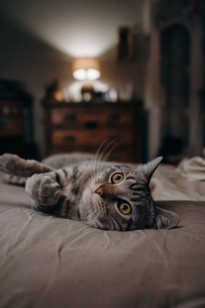 A Photo Of A Cat With Its Eyes Wide Open J14wwb80rugmdf4n2kjwsw 1maopytrsnqhh94x3cqq5q