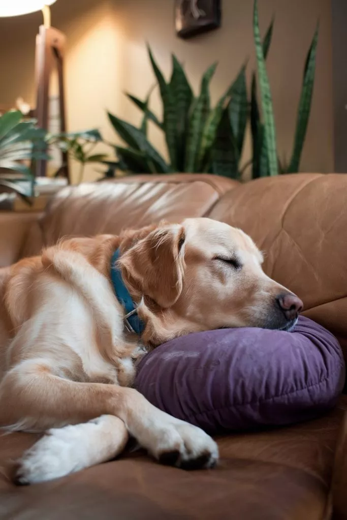 A Photo Of A Dog Sleeping On A Couch The Qzb1wab6sua8d8gr4dugvq 4k9ja Resogylo0g0jxmya