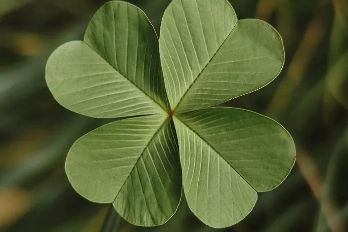 A Photo Of A Four Leaf Clover The Clover Wiqttge2qng 8uiehanlaq Kmjlnufjtpaehum5xocwgg
