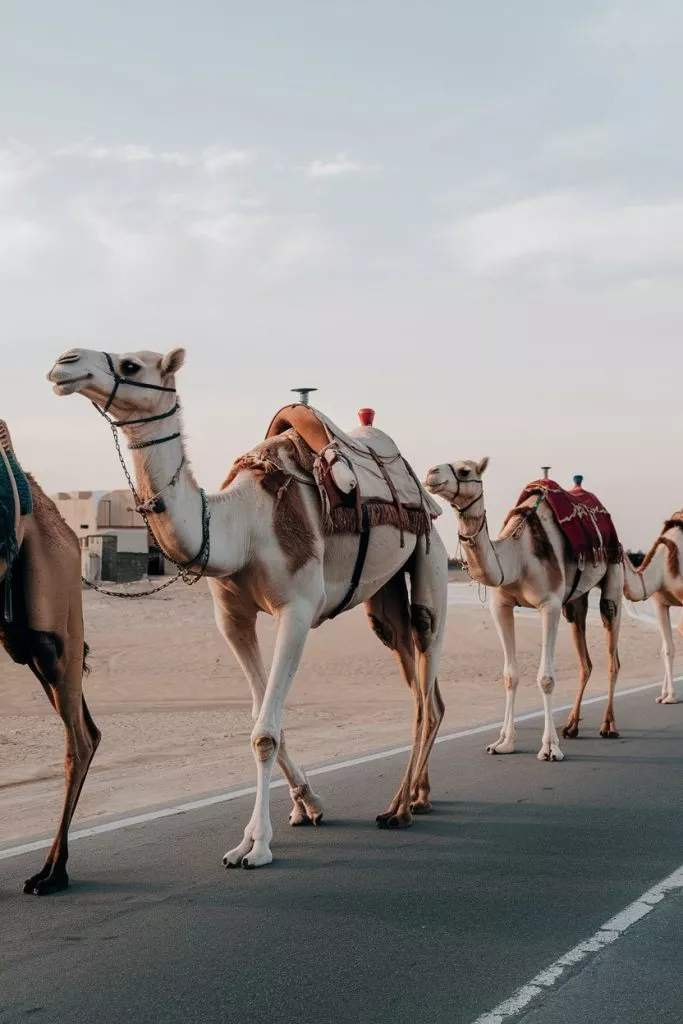 A Photo Of A Group Of Camels Walking Alo Hhqiv7wnqjsww9somjgypw Glsfyyxttiy 3gkh16zpyg