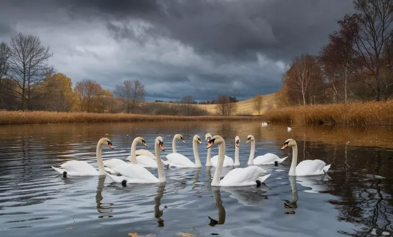A Photo Of A Group Of Swans Swimming On Zstki5igtn6krvnrmvcdsa Iyikqlywtbkdu5jbmic Ja