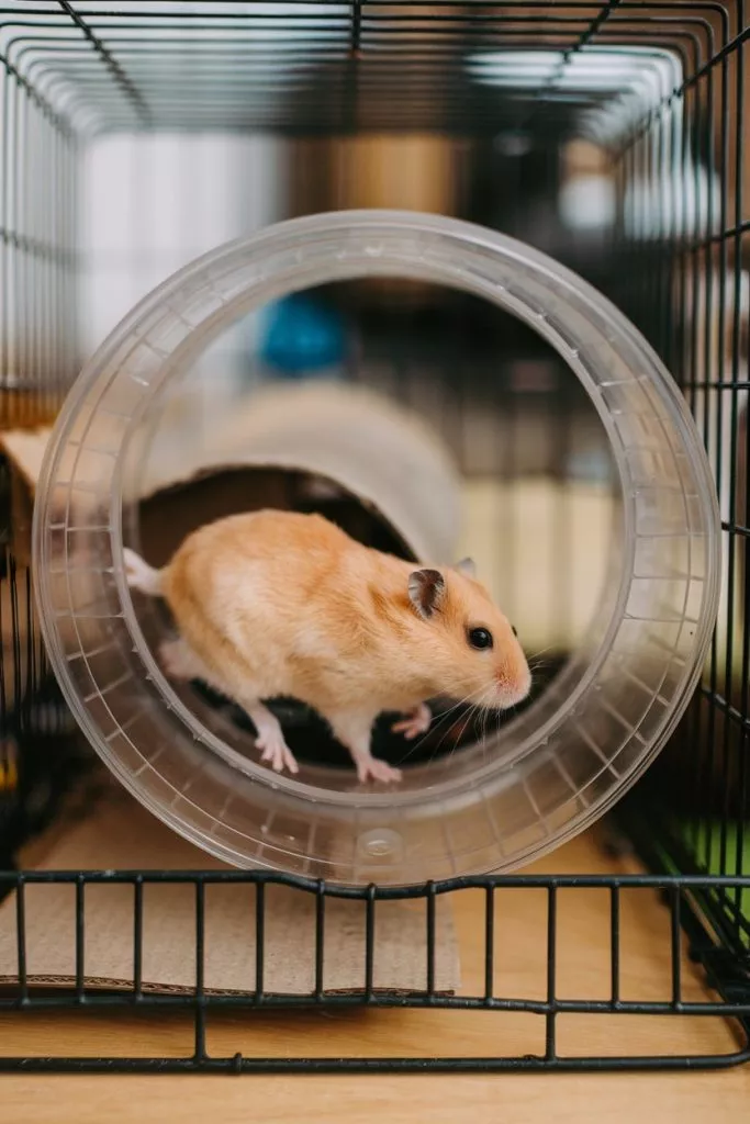 A Photo Of A Hamster Running In A Wheel Fverzrflsg2vzovpnmpu2w Qdu8gkpiqgooza0vs34kka