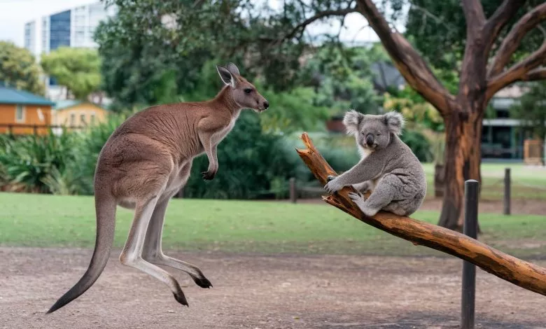 A Photo Of A Kangaroo And A Koala In A P Mimcqaicq1cbpbqvxhznqw Gh Hi Iatfczmabnrceegq