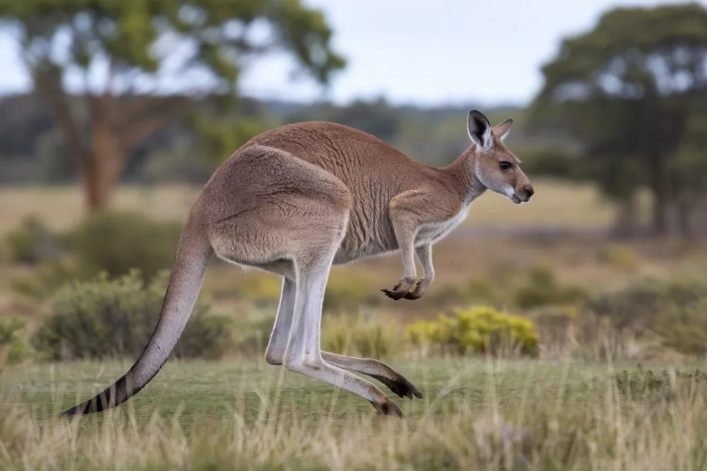 A Photo Of A Kangaroo In The Wild The Ka Bsgudttms Csp1osydcikg Rut Abvjqxczjjebjrjfha