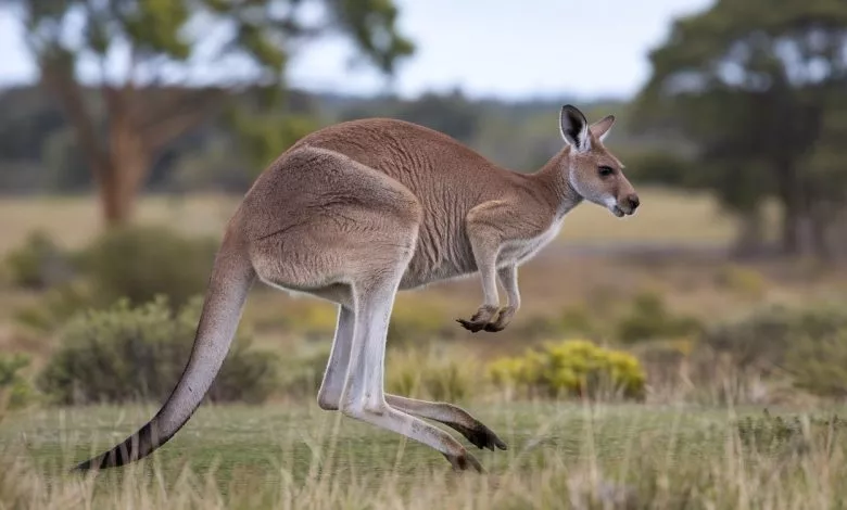 A Photo Of A Kangaroo In The Wild The Ka Bsgudttms Csp1osydcikg Rut Abvjqxczjjebjrjfha