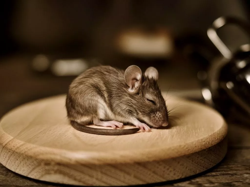 A Photo Of A Mouse Asleep On A Wooden Ba Ivwcs1zrqtysrgac5rjdzg Xbx C 6zqqosa1mgplnzrw