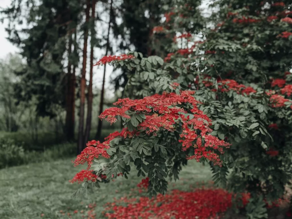 A Photo Of A Red Viburnum Plant In Full Eteocvzgttactgkxxuh7ug Ajqb9rbstqgydemda05idw