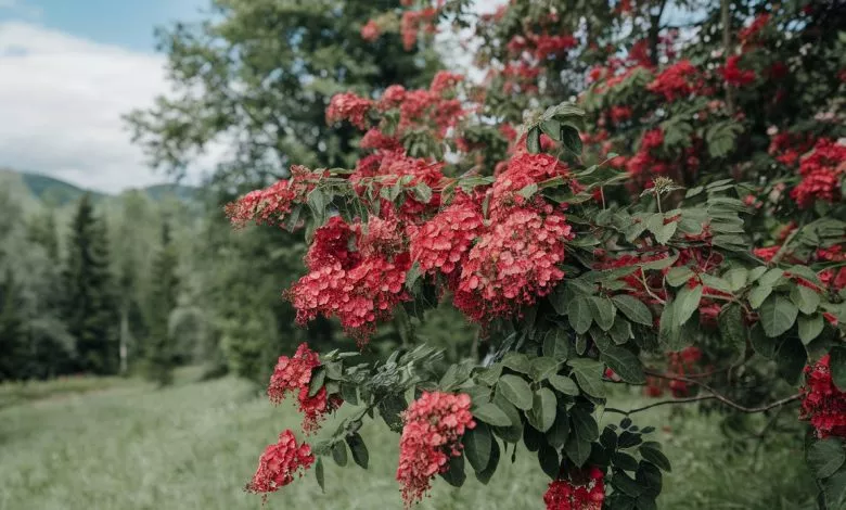 A Photo Of A Red Viburnum Plant In Full Ozopkovkqtucgv8v3tz0aa Ajqb9rbstqgydemda05idw