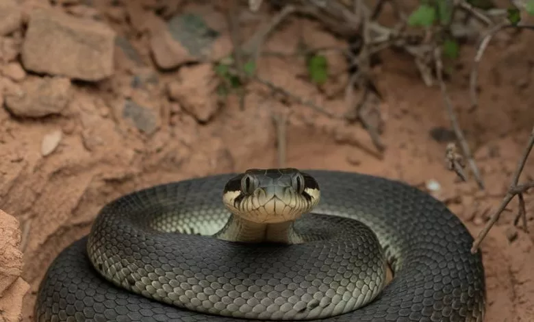 A Photo Of A Snake Coiled Up In A Small F4abjm Zr3c3ihhoohmjiq V8qjm8qatwugytaqmrmydg