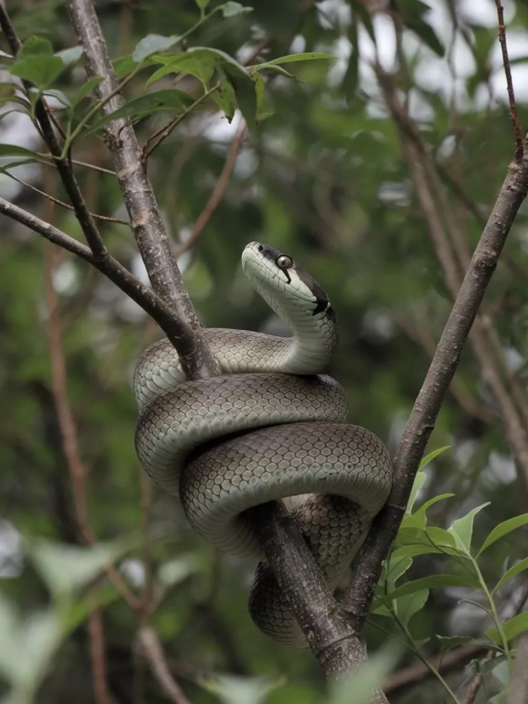 A Photo Of A Snake Coiled Up In A Tree T 1sb47aq7qnwbomq2sgczfg V8qjm8qatwugytaqmrmydg