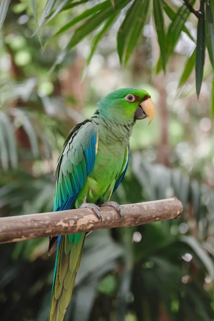 A Photo Of A Vibrant Green Parrot With A Og 00aysda9orthvooimg M1oodfzoticr7vw77rk2zq