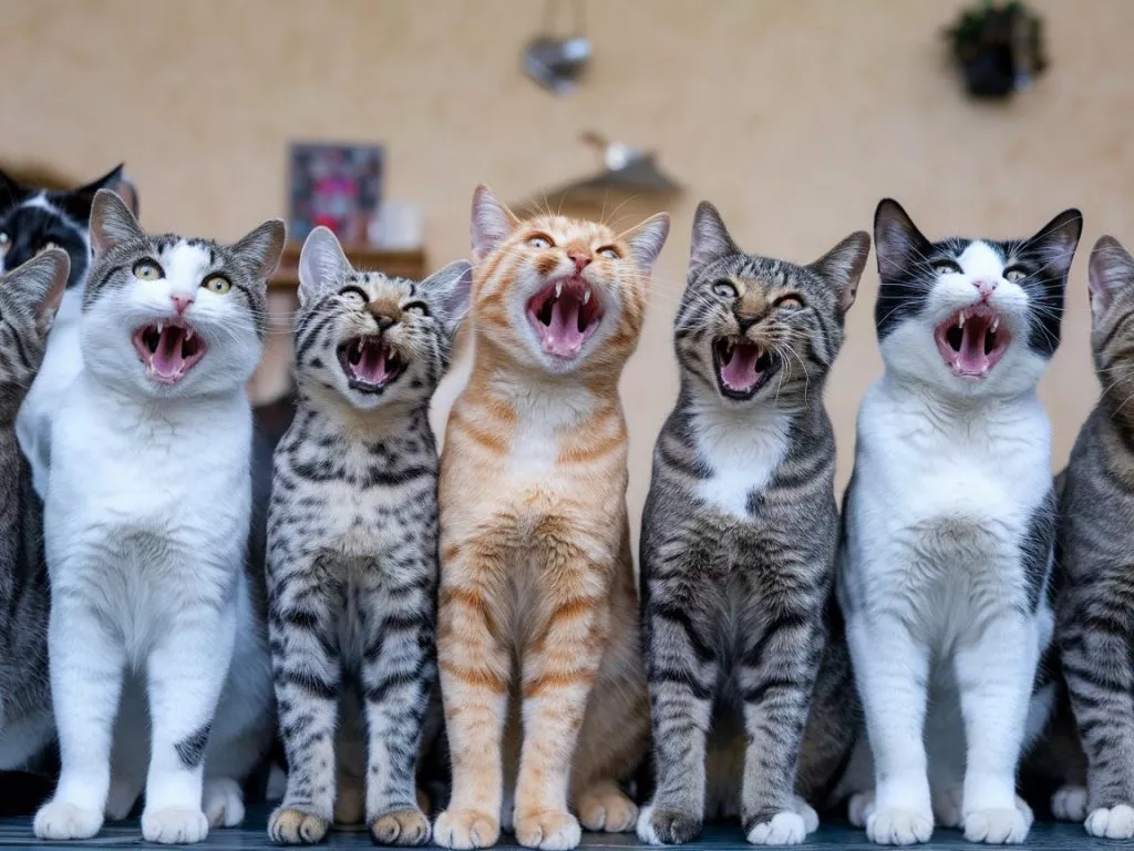 A Photo Of Multiple Cats Meowing In Unis Fqr1vs9cqk Lqswho6s4fg Ayyiypattqmomltmkispug
