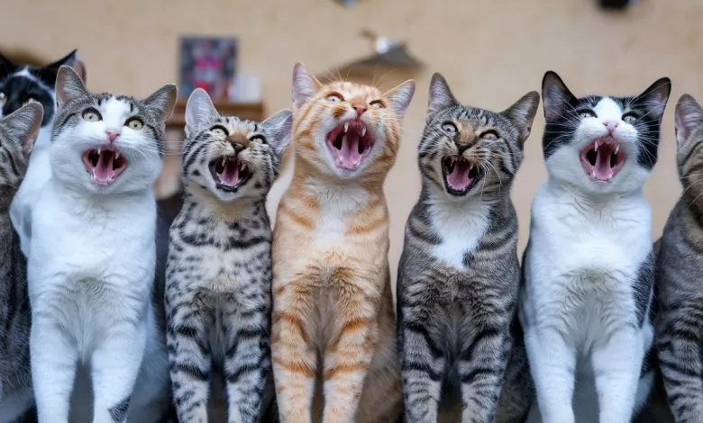 A Photo Of Multiple Cats Meowing In Unis Fqr1vs9cqk Lqswho6s4fg Ayyiypattqmomltmkispug
