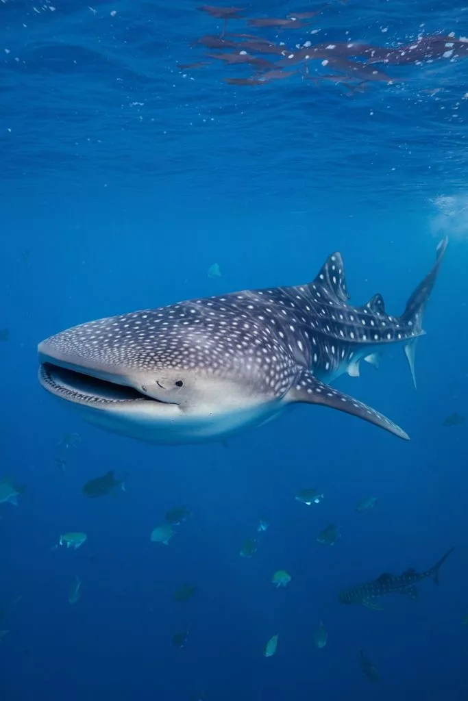 A Photo Of The Largest Fish In The World 1urh9gyfs4c16vcjeudkkq Kyfxvm5sag0eicbyx1jmq