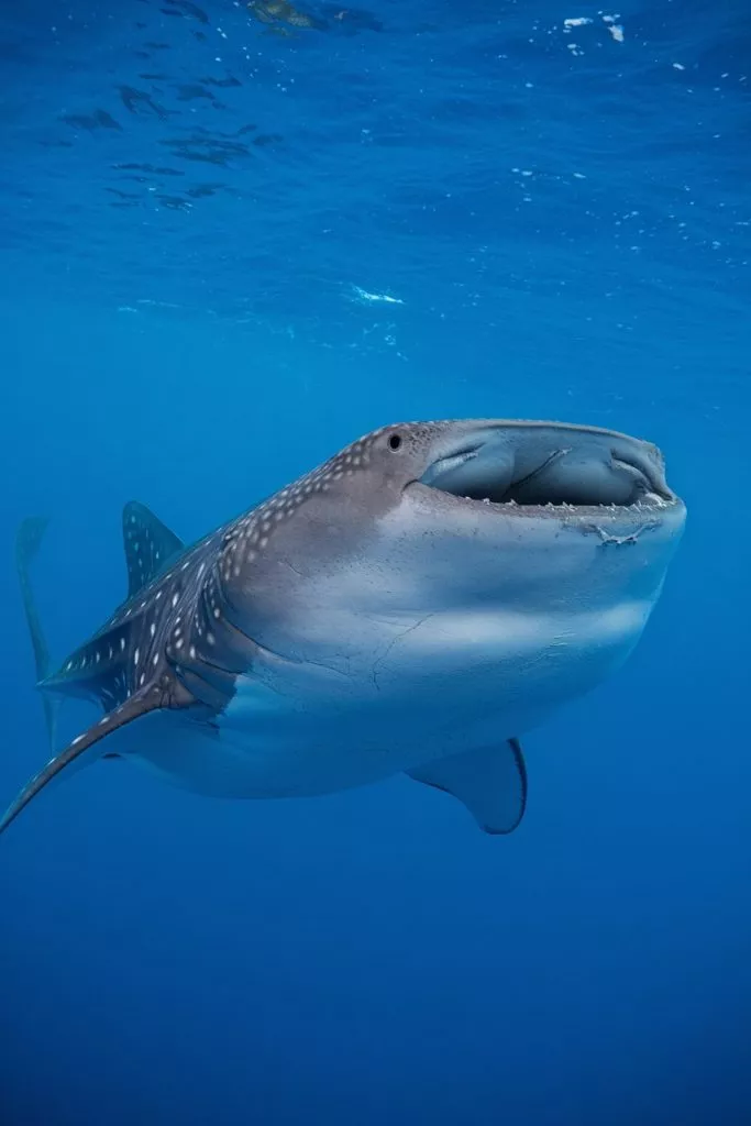 A Photo Of The Largest Fish In The World D5vkufpzqogwio67ucdxag Kyfxvm5sag0eicbyx1jmq