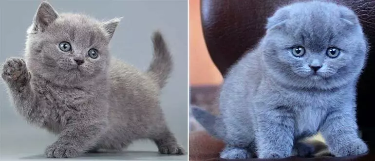 Chim Vidriznyaietsya Shotlandskiy Vislovukhiy Vid Britanskogo Fakti Pro Populyarni Porodi Kotiv 86635688423836