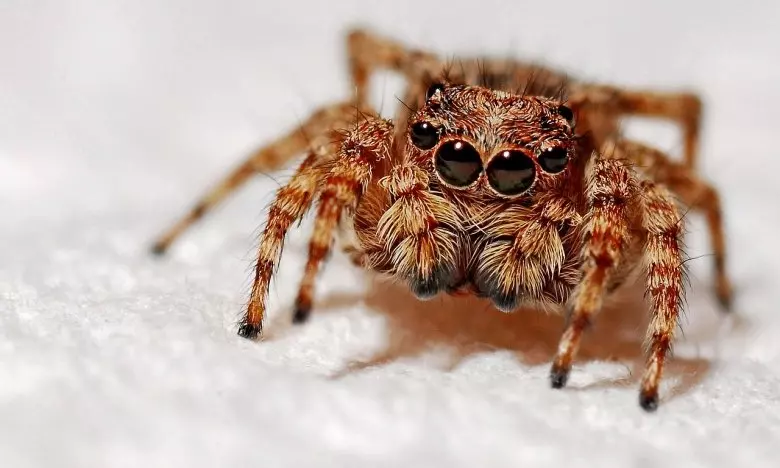 O2hpig C5x3x50px50p F29f5ca63f98bd27e8faf12b47762467