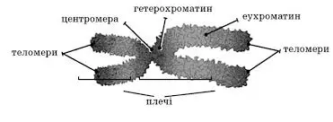 Budova Hromosomi