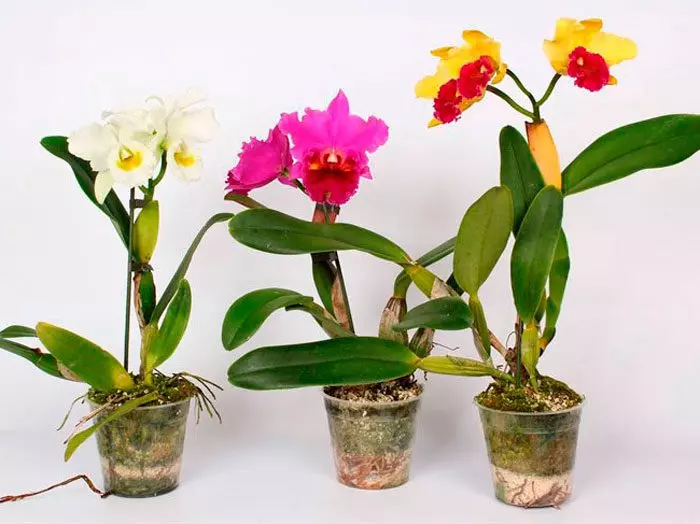 Cattleya Orchids