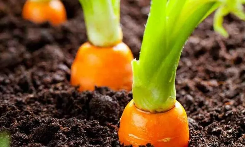 Rod Gruntu 82 1000x660 810