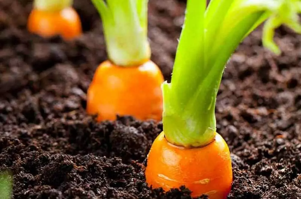 Rod Gruntu 82 1000x660 810