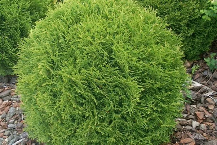 Tuya Zapadnaya Danyka