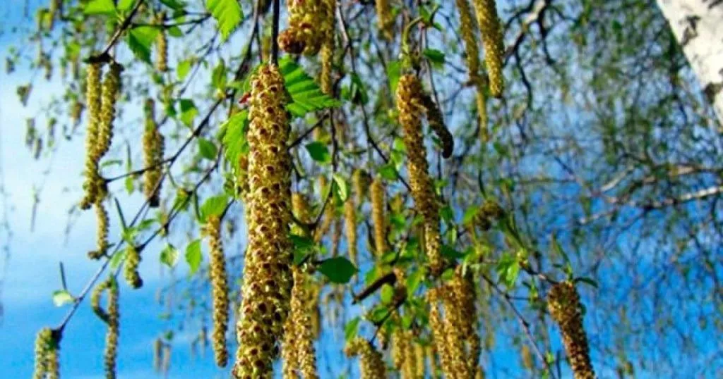 Zvguc6 4wqgybu24toshw7fhxdvhstx4pvimadk