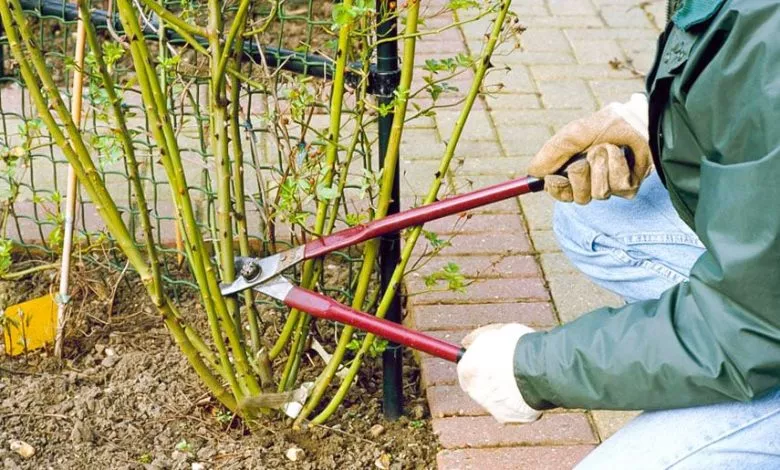 0def658da187e39a4a9adea49ddb7559