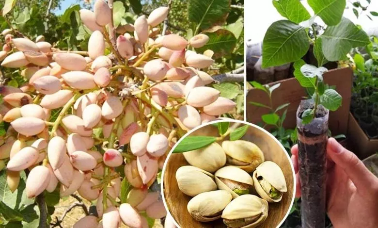 1688494588 Fistashka Ameliya 2