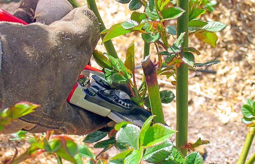 4de2471cda7356b40e0cdbb312d13b25