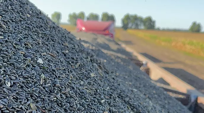 Agraine Sunflower 644775