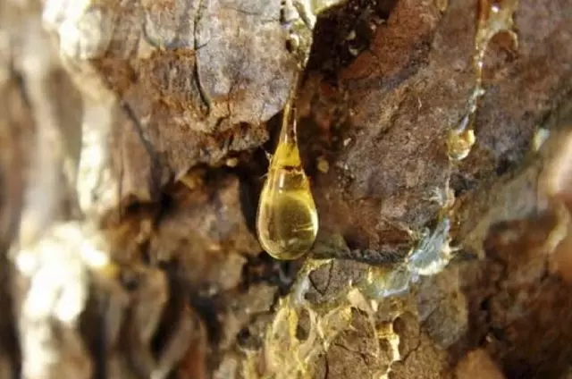 C56a8b72588adb49ae5ea4e96c67feca