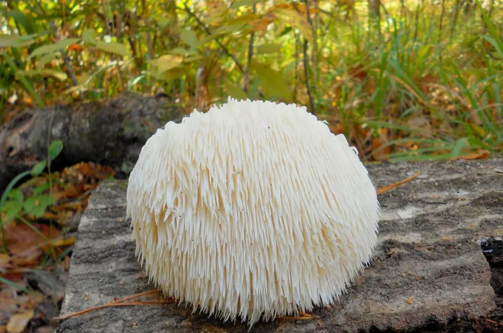 Hericium Erinaceus 004