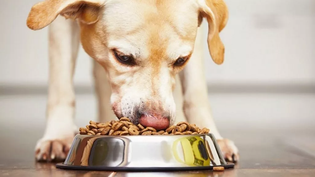 Korm Dlya Sobak Glavnaya 1280x720 1