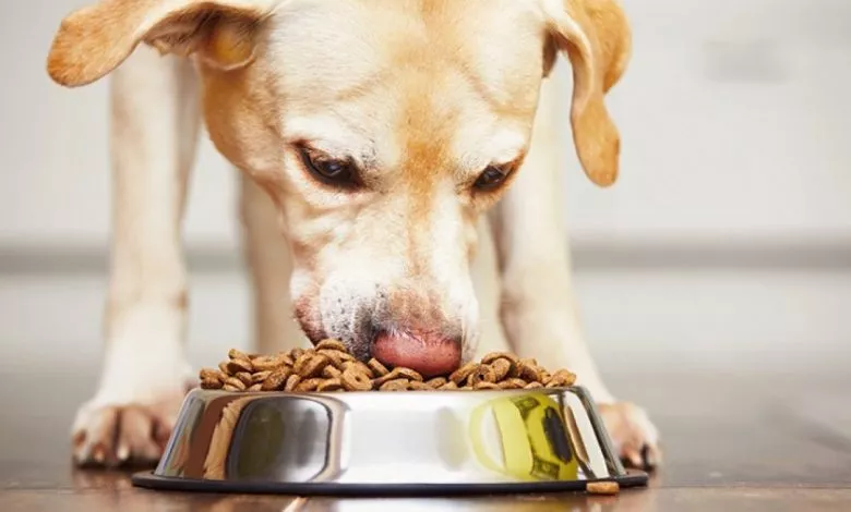 Korm Dlya Sobak Glavnaya 1280x720 1