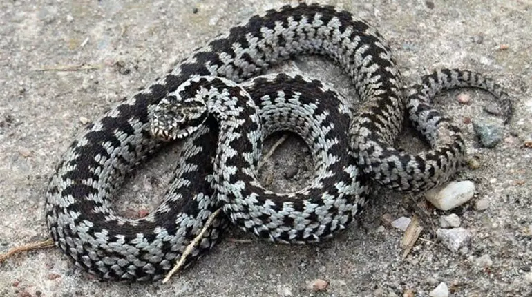 O 1f5nj94mi1d8p1urfamh3k10vo76