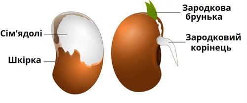 Proroslakvasolyaw500