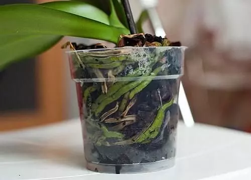 Isqzwp 6598be38309d94935f2dfc66a78aba2a