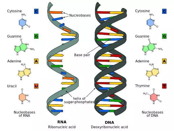 Ps Dna Rna